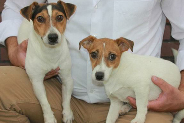 مولد نژاد جک راسل تریر مایلو